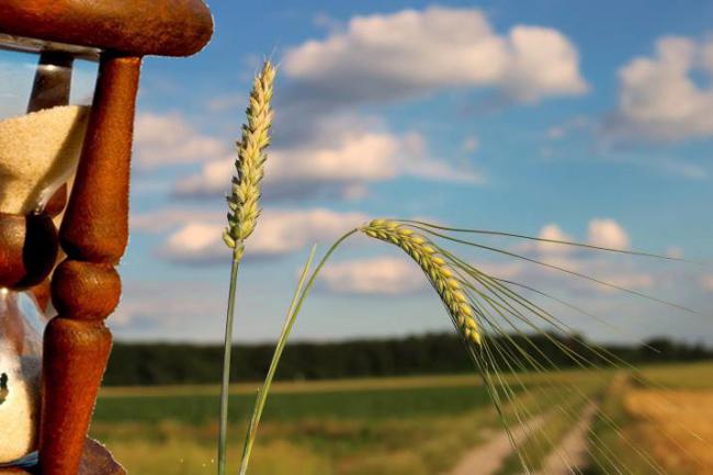 Cizaña, trigo o grano de arena