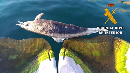 Varamiento de un delfín listado en el Puerto de Aguadulce