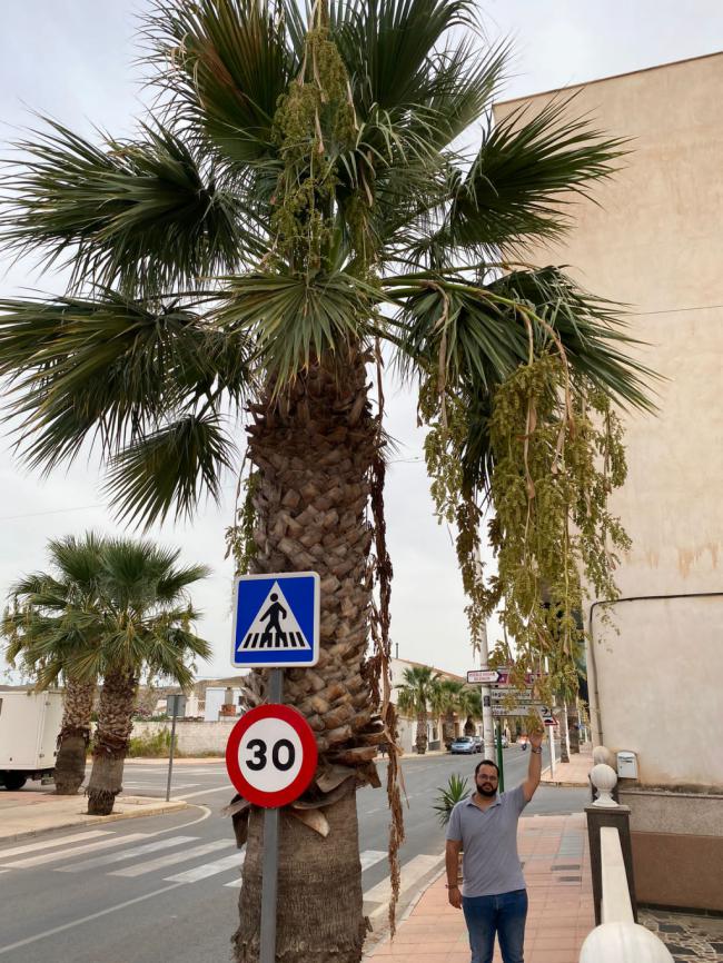 El PP de Zurgena insta al Ayuntamiento a podar las palmeras