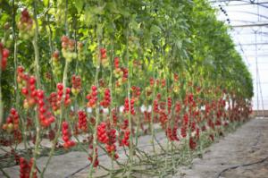 Agricultura de precisión e Internet de las cosas con la UAL y MGS