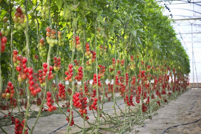 Agricultura de precisión e Internet de las cosas con la UAL y MGS