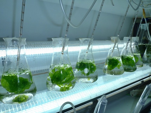 La UAL y el Instituto de Oceanografía desarrollan piensos a base de algas y probióticos