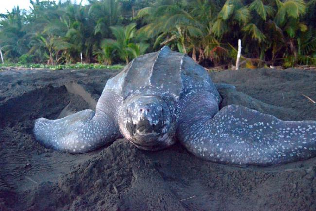 La UAL investiga el grado de amenaza que sufren las tortugas marinas