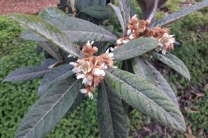 El truco de los árboles ante los cambios de temperatura