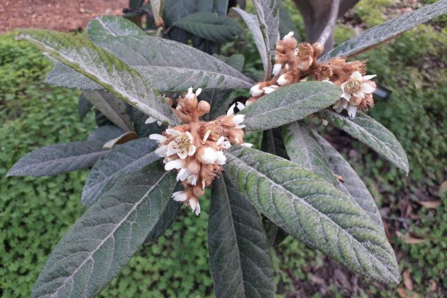 El truco de los árboles ante los cambios de temperatura