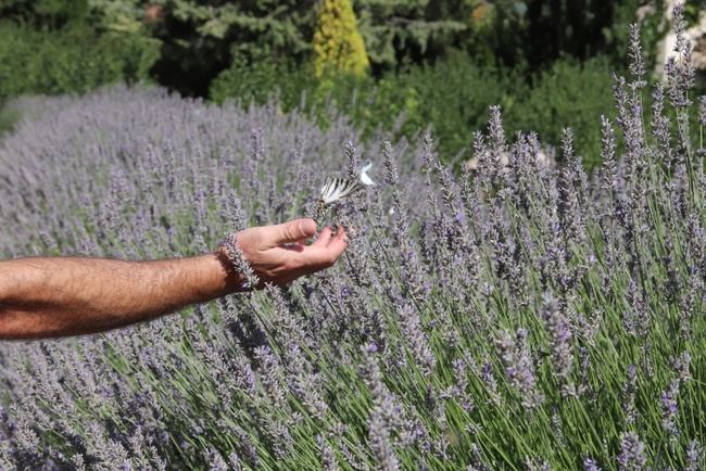 Fondo Esencias para la plantación de aromática