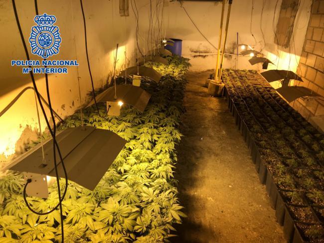 Tres detenidos y 350 plantas de marihuana intervenidas en Cortijo Grande y Los Molinos