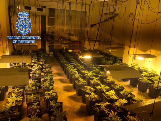 Desmantelada una plantación indoor de marihuana en Los Molinos