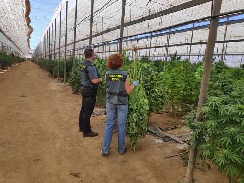 Detenidos tras cometer varios robos en invernaderos de cultivo de cáñamo industrial.