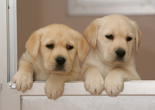 La Fundación ONCE del Perro Guía cumple 30 años con 10 en Almería
