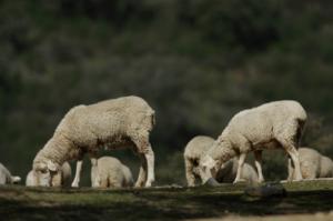 Andalucía adquiere 970.000 vacunas contra la lengua azul