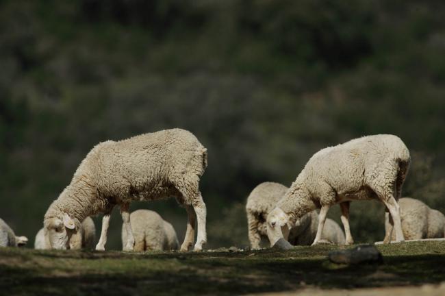 Andalucía adquiere 970.000 vacunas contra la lengua azul