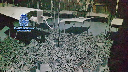 Descubren una plantación de marihuana tras declararse un incendio en la vivienda