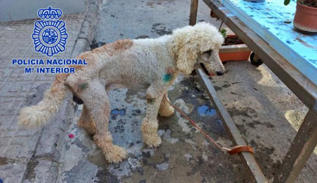 Encuentran en Almería un caniche valorado en 1.300 euros