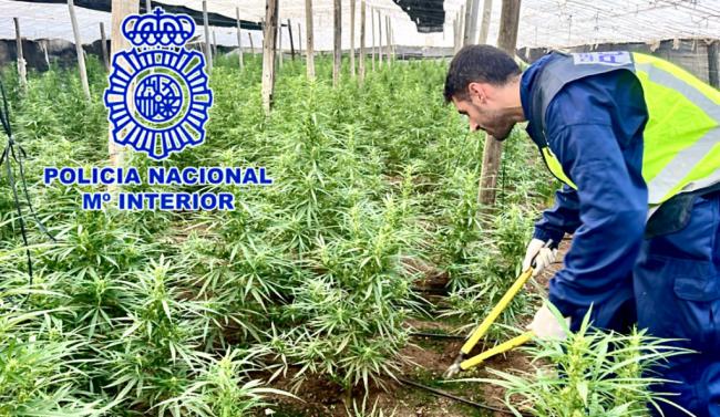 Decomisan 4.000 plantas de marihuana en 5 invernaderos de El Ejido
