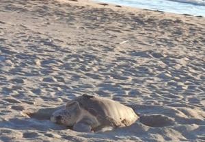 Una tortuga boba anida en una playa de Mojácar