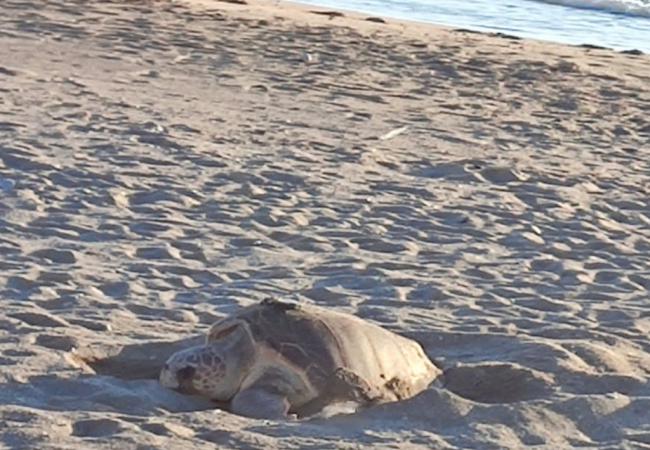 Una tortuga boba anida en una playa de Mojácar