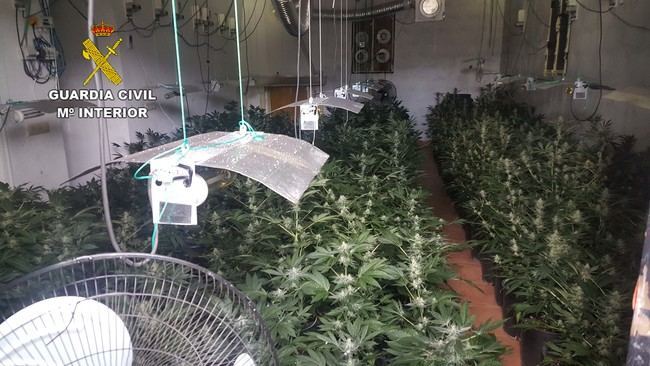 Intervenida una plantación de marihuana en una vivienda que se veía desde la calle