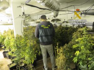 Incautadas 425 plantas de marihuana en Balanegra