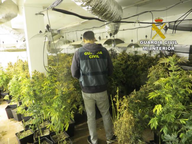 Incautadas 425 plantas de marihuana en Balanegra