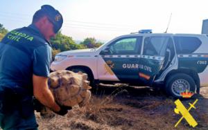 Intervenciones del Seprona en salvaguarda del pulpo y la tortuga mora