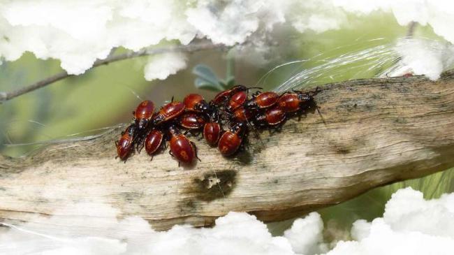 Sueños recurrentes con diferentes tipos de insectos