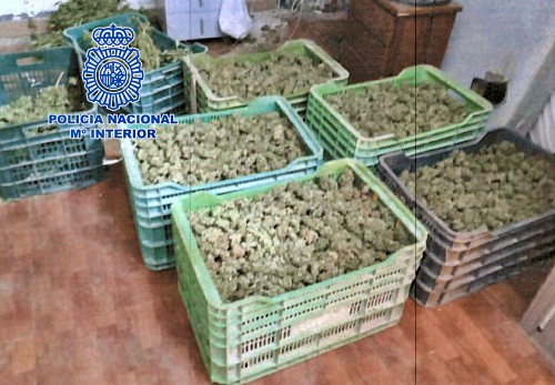 Desarticulado en Pescadería un clan familiar dedicado al cultivo de marihuana