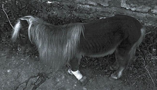 Detenido por abandonar atado a un poni con una pata rota y sin comida