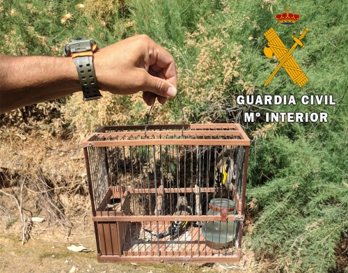 La Guardia Civil investiga a siete personas por captura de aves fringilidas