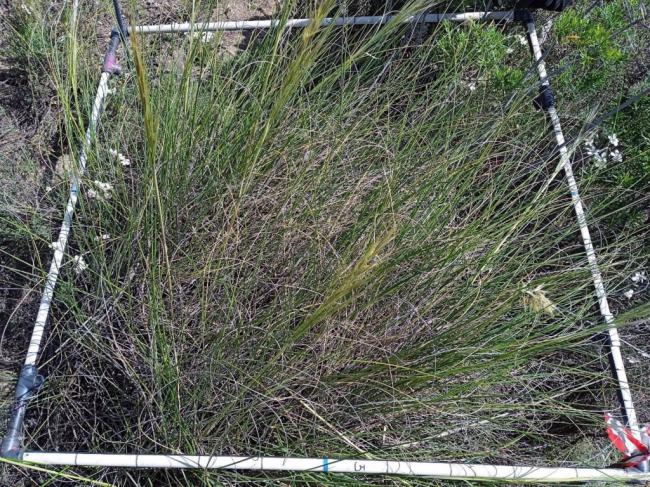 CSIC usa drones en la Sierra de los Filabres para evaluar la vegetación