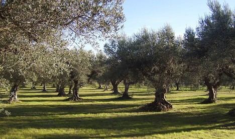 Inscripción abierta para jornada de olivar en Andalucía