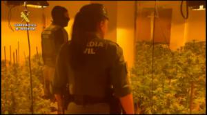 95 enganches ilegales de luz e intervención 2.500 plantas de marihuana en el mismo edificio