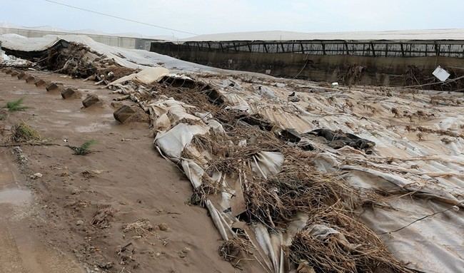Almería lidera las ayudas para seguros agrarios con 847.662 euros en subvenciones