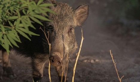 Caza mayor: comienza el 11 de octubre y se extiende hasta 2026