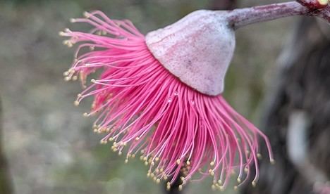 Almería se beneficia del refuerzo al Banco de Germoplasma Vegetal andaluz