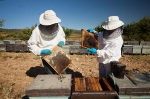 Solo cuatro almerienses recibirán ayudas por apicultura