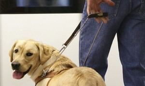 Aprobado en Andalucía el registro de perros de asistencia para mejorar la inclusión