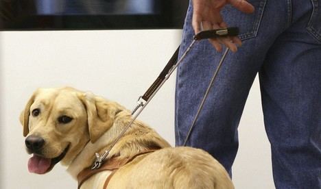 Aprobado en Andalucía el registro de perros de asistencia para mejorar la inclusión