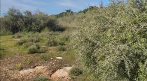 Arto, celebramos el Día de los Bosques