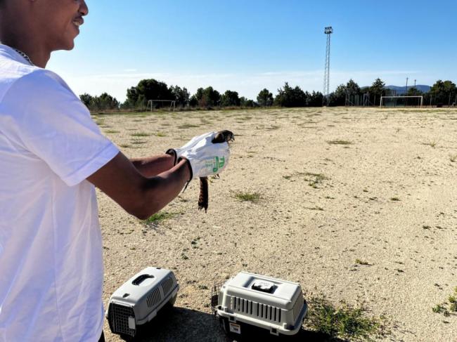Suelta de aves recuperadas en el CREA de Vélez-Blanco