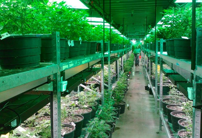 Cómo elegir un balastro para tu cultivo de marihuana