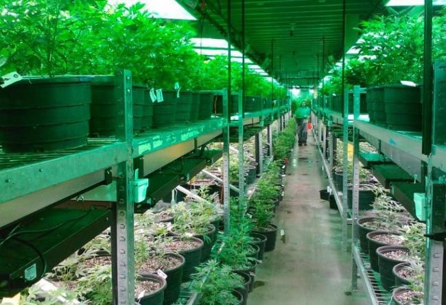Cómo elegir un balastro para tu cultivo de marihuana