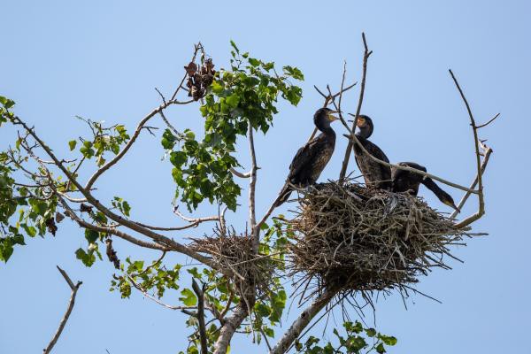 Casi la mitad de las recomendaciones de la Estrategia de Biodiversidad de la UE ya están implementadas