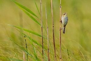 La Comisión Europea busca la opinión pública sobre las Directivas de Naturaleza