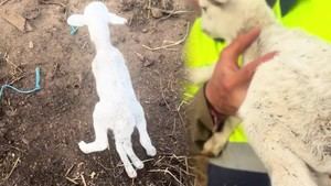 Cordero nace con seis patas en Almería, único en su especie