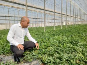 El melón y la sandía de Almería conquistan los mercados por su madurez y sabor