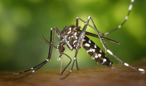 Cerca de 700 expertos analizan el mosquito tigre en Andalucía