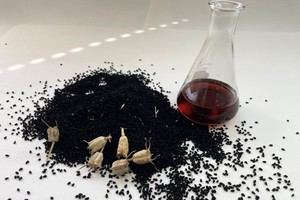 Almería podría beneficiarse de un nuevo método para cultivar comino negro más saludable