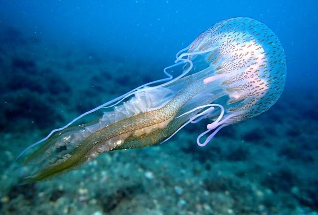 Investigación: condiciones del mar en primavera y su relación con las medusas en verano