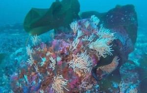 Instalan arrecifes artificiales en el mar de Alborán para restaurar corales